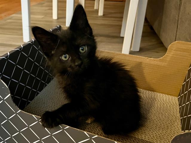 adoptable Cat in Tacoma, WA named CARL