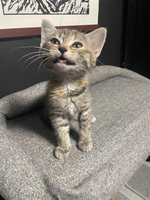 adoptable Cat in Tacoma, WA named MOLLY