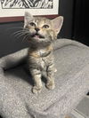 adoptable Cat in  named MOLLY