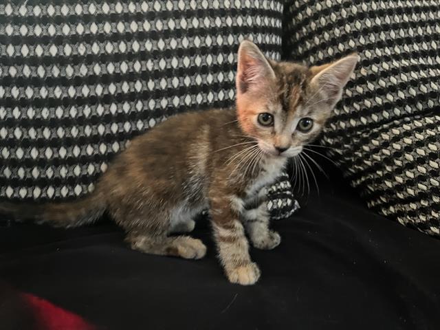 adoptable Cat in Tacoma, WA named FRANNIE
