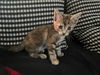 adoptable Cat in  named FRANNIE