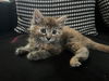 adoptable Cat in  named CLOVE