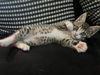 adoptable Cat in  named FIGARO