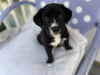 adoptable Dog in  named VERONICA