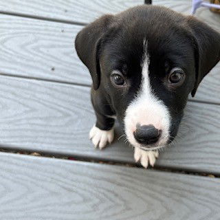 adoptable Dog in Tacoma, WA named BETTY