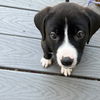 adoptable Dog in  named BETTY