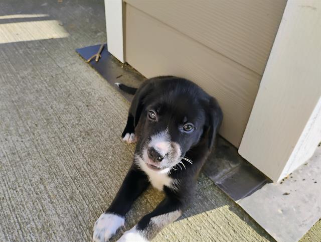 adoptable Dog in Tacoma, WA named MIDNIGHT