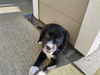 adoptable Dog in  named MIDNIGHT