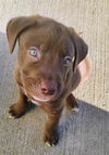 adoptable Dog in  named COCO
