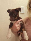 adoptable Dog in  named CHEWBACCA