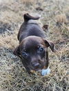 adoptable Dog in Tacoma, WA named WICKET