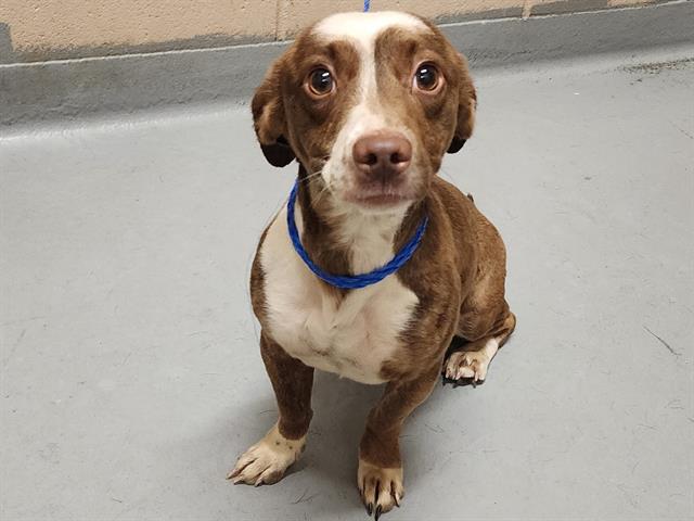 adoptable Dog in Tacoma, WA named FINLEY