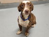 adoptable Dog in  named FINLEY