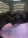 adoptable Cat in Tacoma, WA named A603864