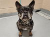adoptable Dog in  named LUCAS