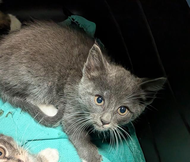 adoptable Cat in Tacoma, WA named OSCAR