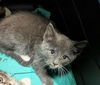 adoptable Cat in Tacoma, WA named OSCAR