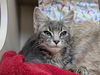 adoptable Cat in Tacoma, WA named A603627