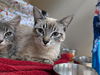 adoptable Cat in Tacoma, WA named A603628