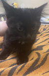 adoptable Cat in Tacoma, WA named A603876
