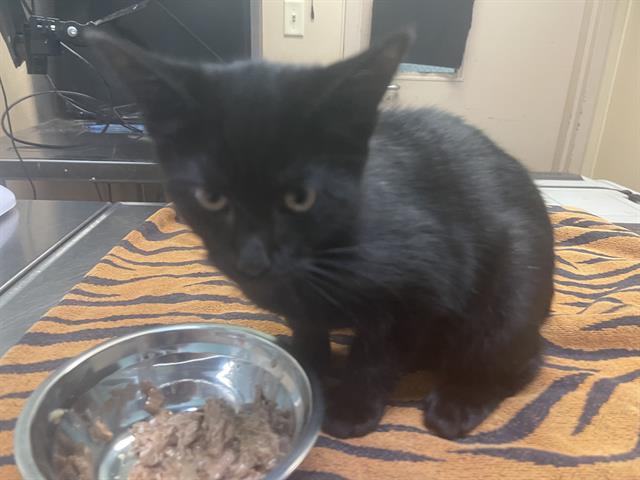 adoptable Cat in Tacoma, WA named FLANN
