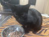 adoptable Cat in Tacoma, WA named A603877