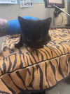 adoptable Cat in Tacoma, WA named A603878
