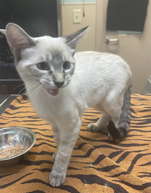 adoptable Cat in Tacoma, WA named SEROSH