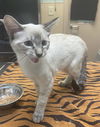 adoptable Cat in Tacoma, WA named A603879