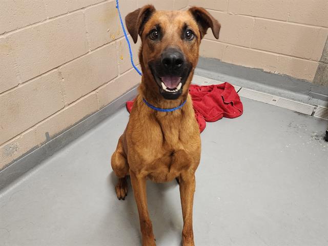 adoptable Dog in Tacoma, WA named ROGER