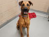 adoptable Dog in ,  named ROGER
