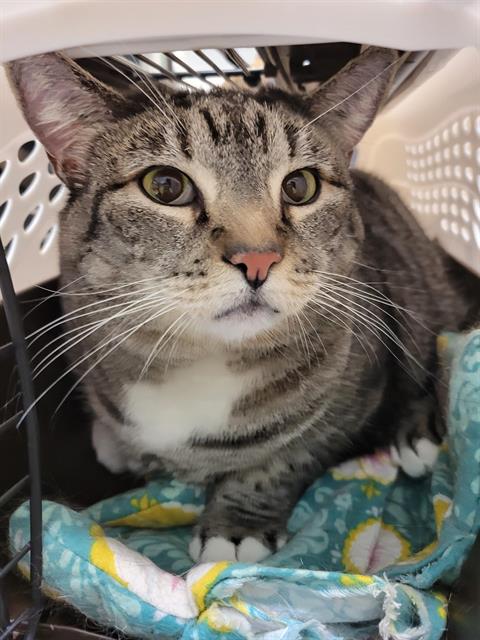 adoptable Cat in Tacoma, WA named ROXIE
