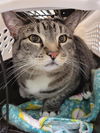 adoptable Cat in ,  named ROXIE