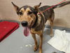 adoptable Dog in ,  named FRANCES