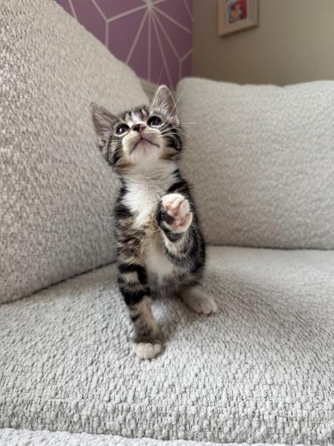 adoptable Cat in Tacoma, WA named MOANA
