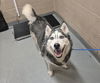 adoptable Dog in  named KING
