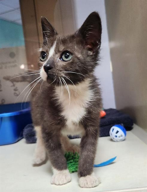 adoptable Cat in Tacoma, WA named CHARMED