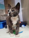 adoptable Cat in  named CHARMED