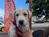 adoptable Dog in  named SANDERS