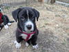 adoptable Dog in  named BEAR