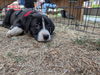 adoptable Dog in  named OREO