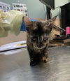 adoptable Cat in  named SASSIFRASS