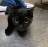 adoptable Cat in  named MORTICIA