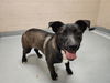 adoptable Dog in  named HARPER