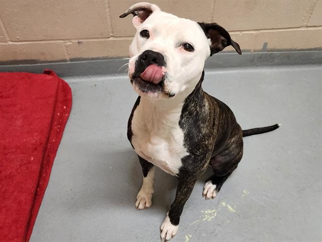 adoptable Dog in Tacoma, WA named CAMILA