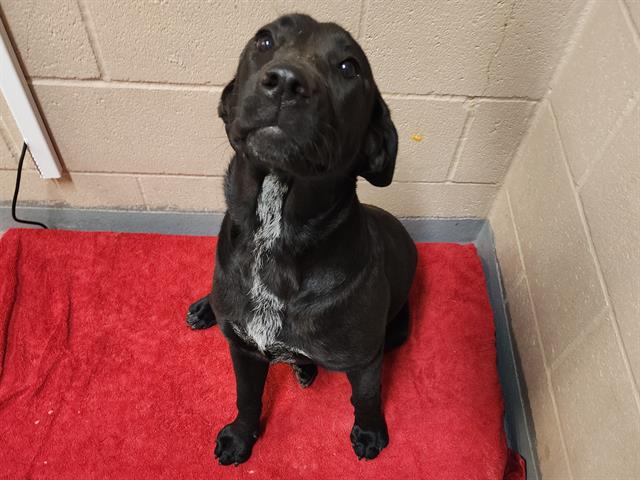 adoptable Dog in Tacoma, WA named MINNIE