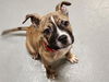 adoptable Dog in  named KIRBY