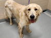 adoptable Dog in  named PAULY D