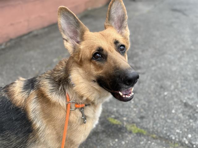 adoptable Dog in Tacoma, WA named ASHLEY