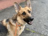adoptable Dog in  named ASHLEY